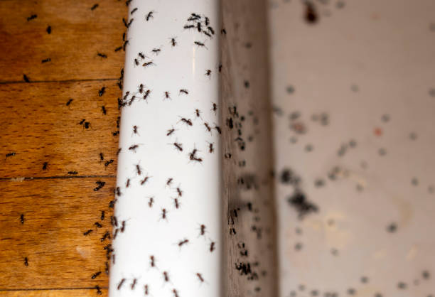 Brushy, OK Pest Control Company